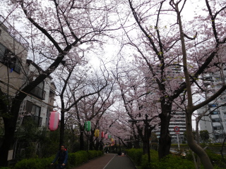 南砂緑道の桜